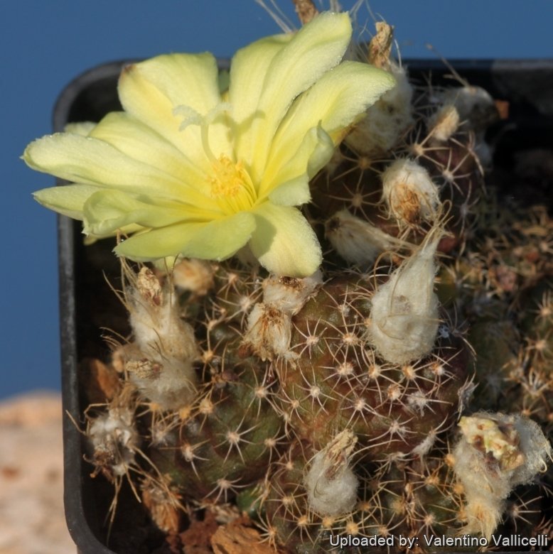 Astrophytum grahlianum var. ( F.Haage ex K.Schum.) Halda and Malina