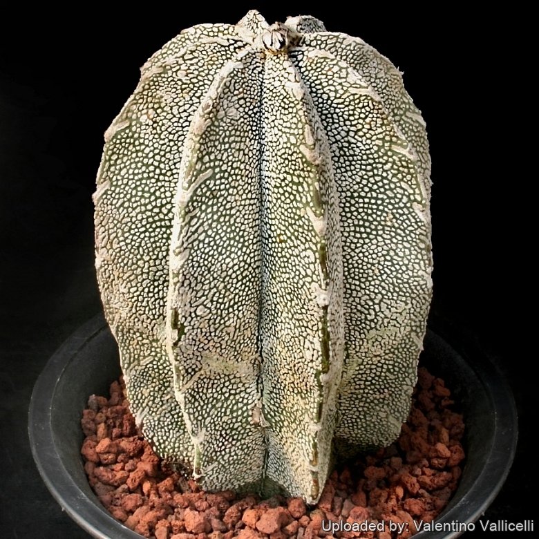 Astrophytum hybrid ONZ-OR (A. myriostigma cv. Onzuka x A. ornatum)