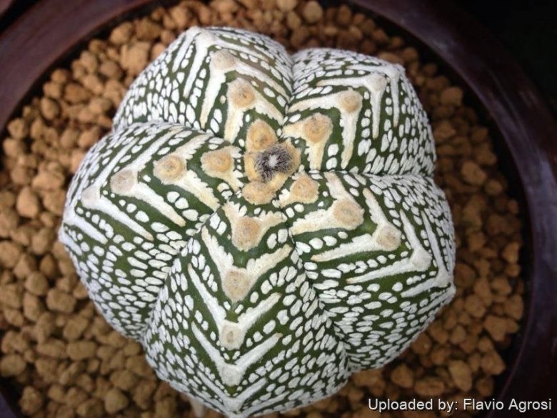 Astrophytum hybrid ONZ-SK V type (A. myriostigma cv. Onzuka