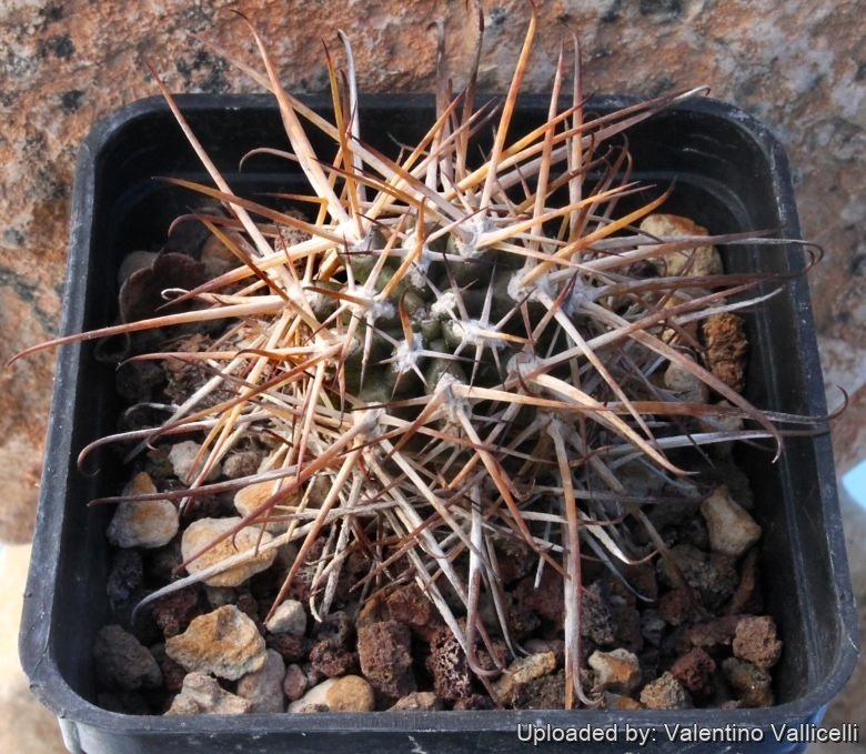 Austrocactus bertinii (Winter)