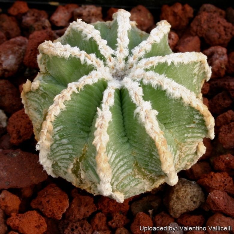 An young specimen 7-8 years old (&Oslash; 2,5cm)