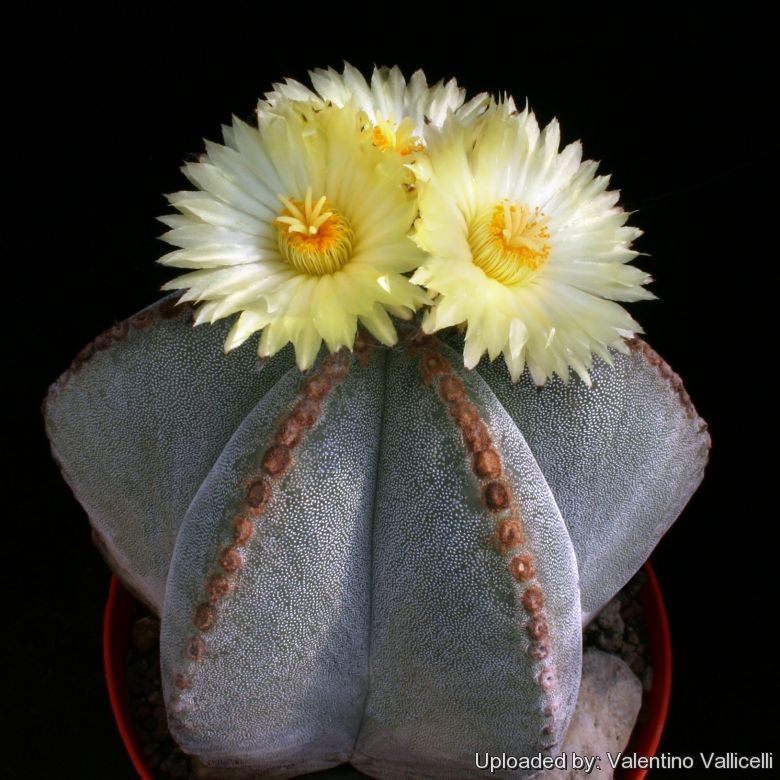 Echinocactus myriostigma