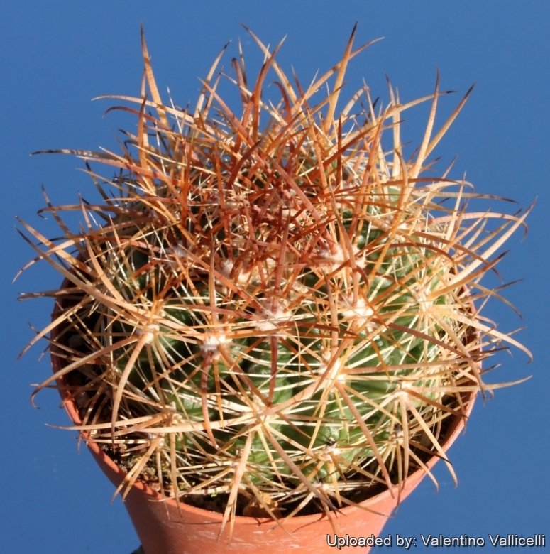 Winter (Resting phase)