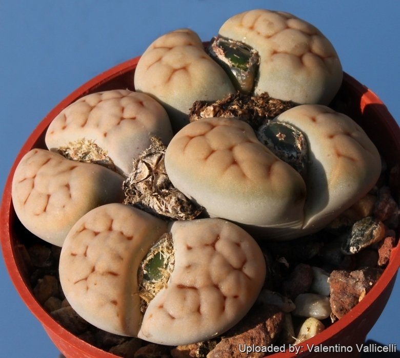 Lithops karasmontana 'Suiren'優選 Lithops karasmontana C327 (syn. mickbergensis) 15 km NNE of Grunau