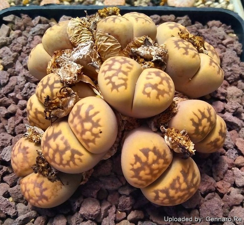 Lithops karasmontana subs. bella C143A 60 km NNE of Aus, Namibia