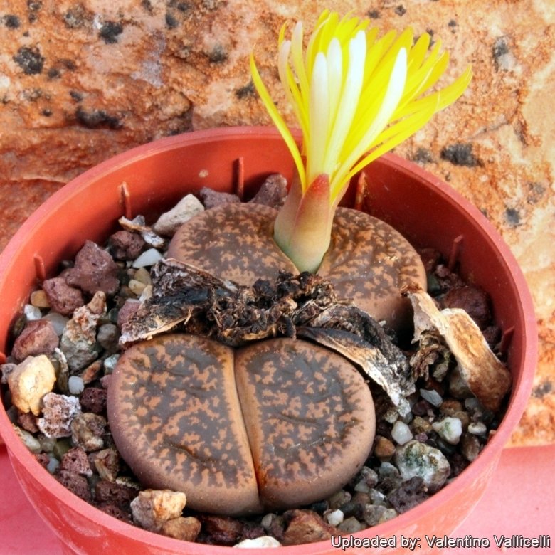 Lithops lesliei C018 Near Stella, South Africa