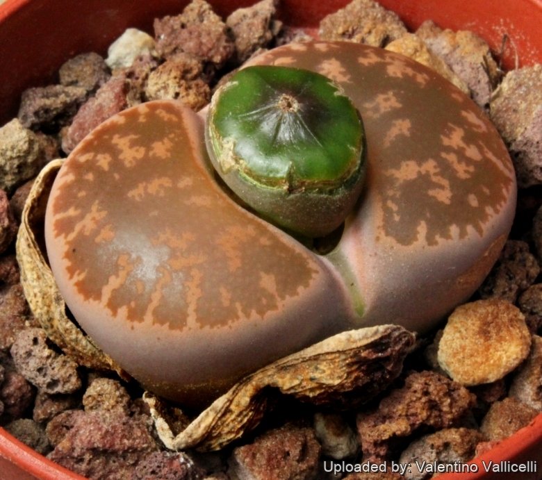 Lithops lesliei C032 (Pietersburg Form) 10 km SE of Pietersburg