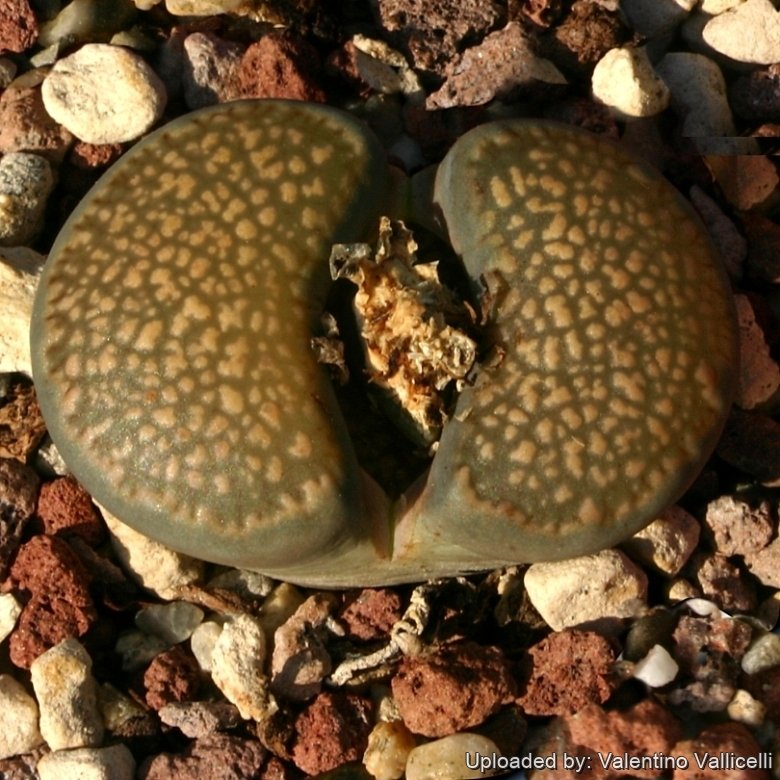 Lithops salicola C086 (maculate Form) 35 km SE of Hopetown, South Africa