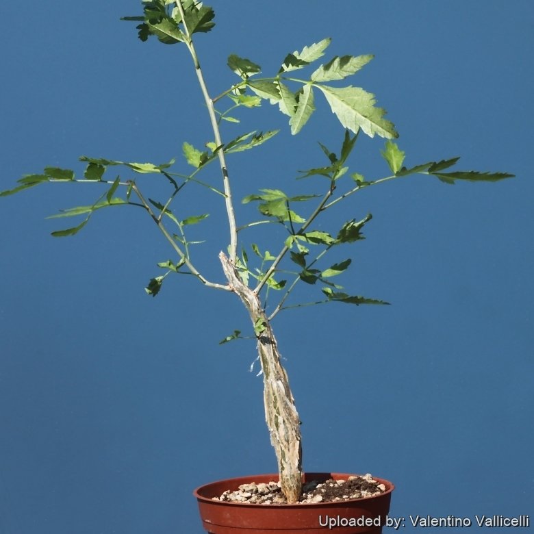 Bursera sp. aff. fagaroides (as: schwebsiana) Meztitlan, Mexico.