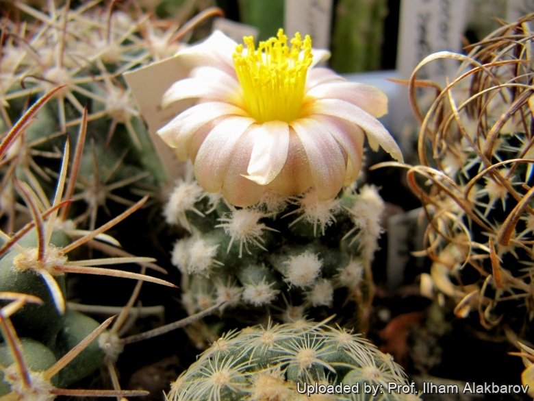 RP132 (Collector: Ralph Peters)  Wayne, Utah, USA, extra high villosity very fuzzy Many have no spines!