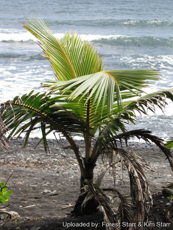 Young tree and ocean at Honomanu, Maui, Hawaii (USA). June 18, 2009.