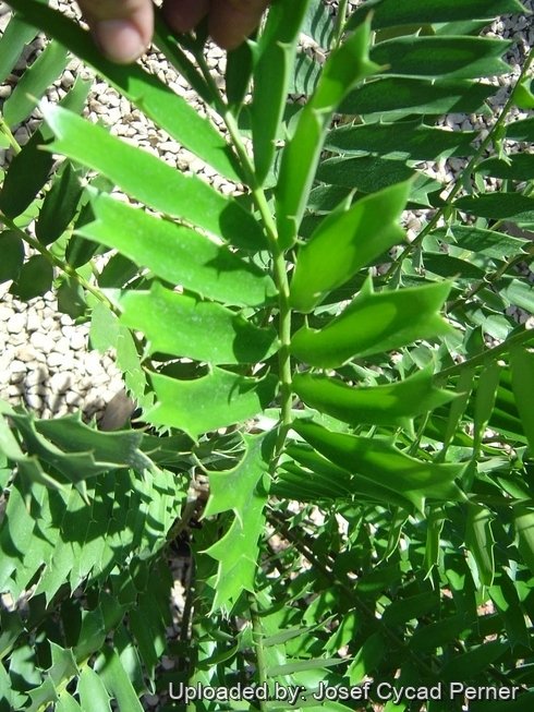 Leaf at Cycad International, Katherine, Northern Territory, Australia.