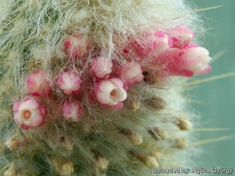 Opening buds. Rebutialand cactus collection Demj&eacute;n, Hungary.
