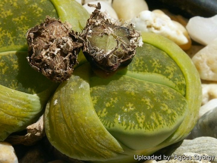Fruiting habit. Rebutialand cactus collection Demj&eacute;n, Hungary.