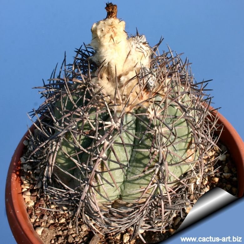Echinocactus horizonthalonius ( El Pilar, GTO, MX )