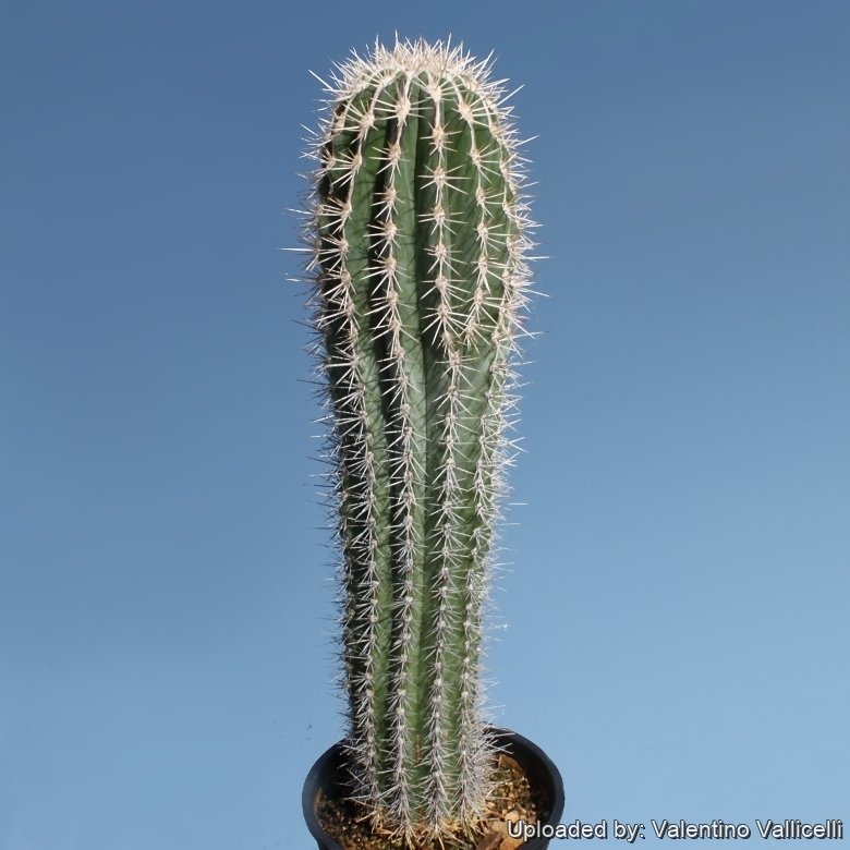8811