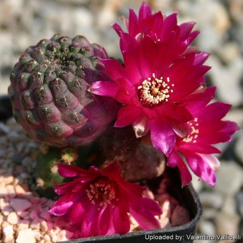 Sulcorebutia (Rebutia) rauschii