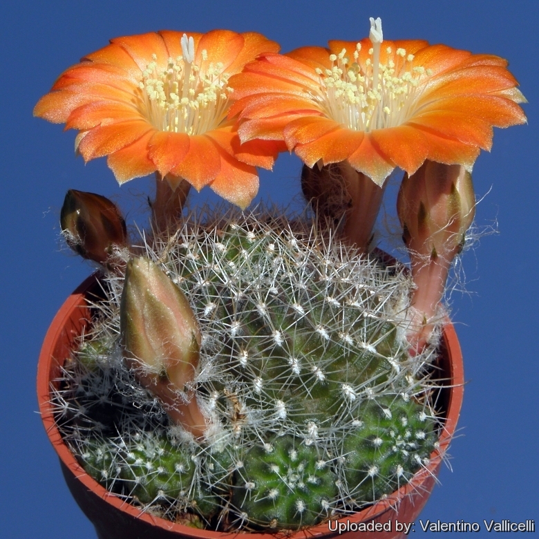 Semis de Rebutia (cactus) - Page 4 Rebutia_aureiflora_11315_l