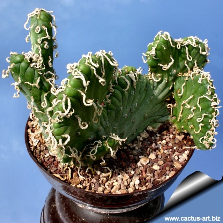 cactus fingers Echinocereus pentalophus --Lady Finger Cactus-- main image 1