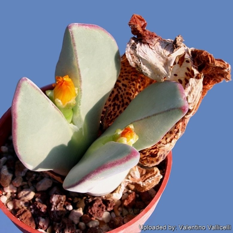 Conophytum christiansenianum
