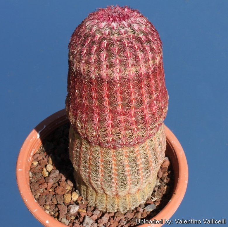 Echinocereus pectinatus var. rubispinus