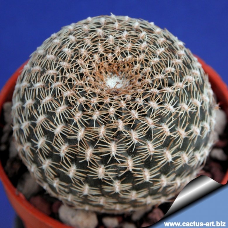 Rebutia arenacea