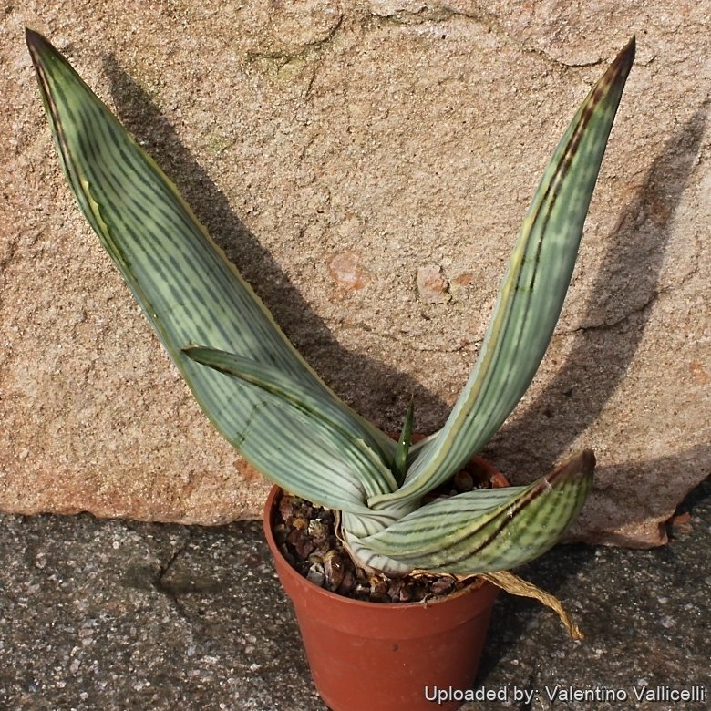 Aloe karasbergensis
