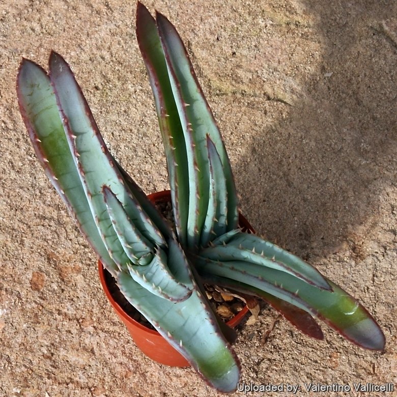 aloe vera oder after sun Sun Bum