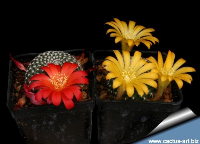 Rebutia krainziana
