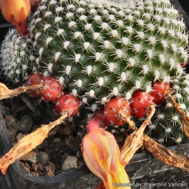 Rebutia krainziana