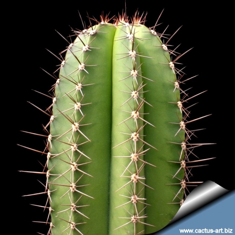 Myrtillocactus schenckii