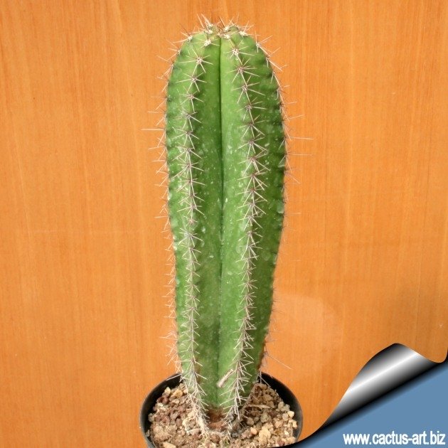 Myrtillocactus schenckii