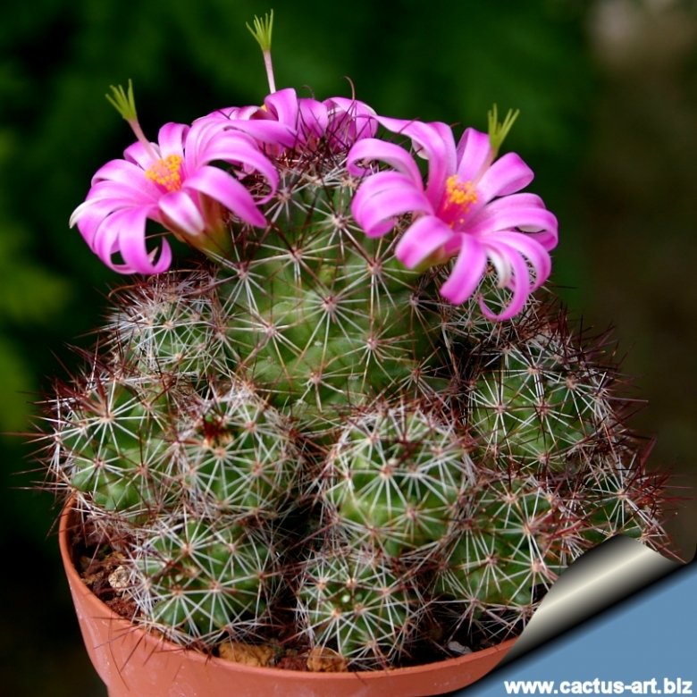 Mammillaria swinglei