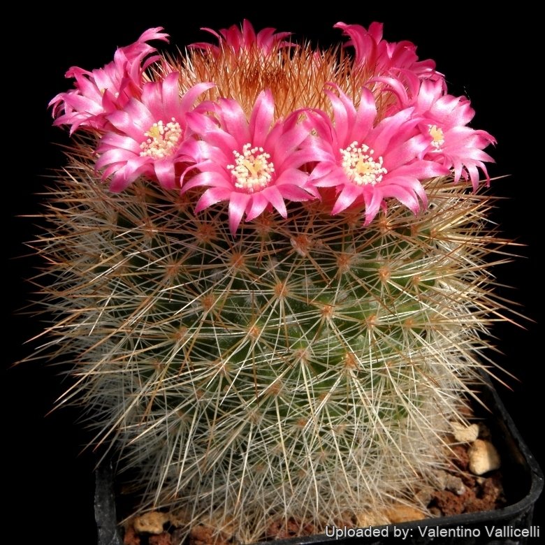 Mammillaria spinosissima