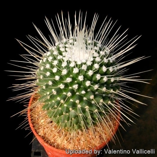 Mammillaria spinosissima cv. Un Pico