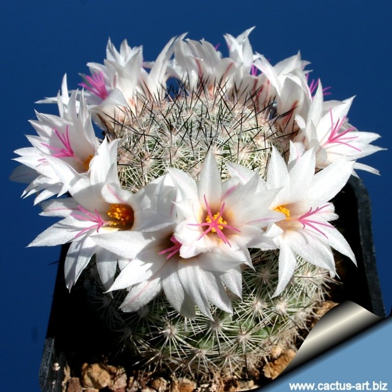 Mammillaria slevinii