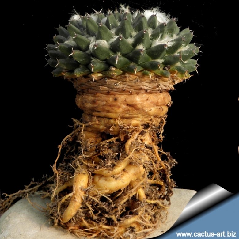 Mammillaria sempervivi