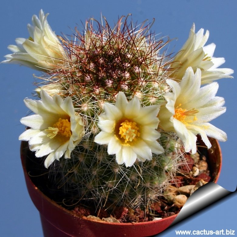 Mammillaria phitauiana