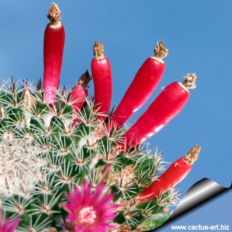 Mammillaria perbella