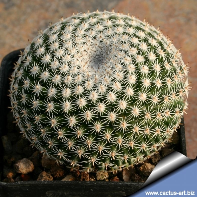 Mammillaria perbella