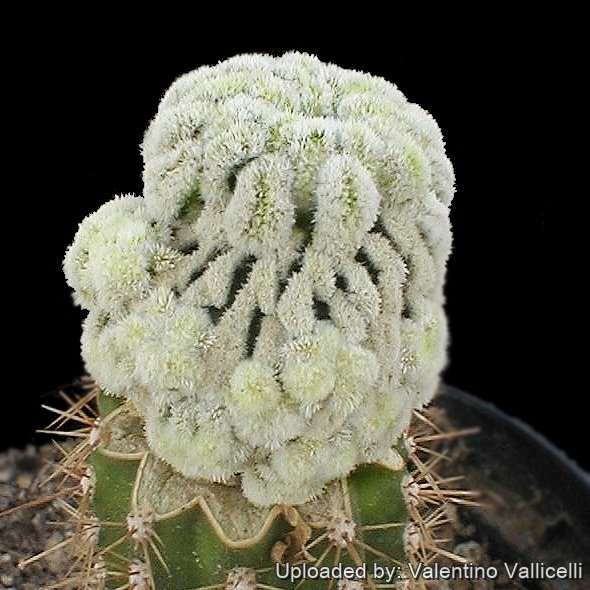 Mammillaria pectinifera f. monstruosa