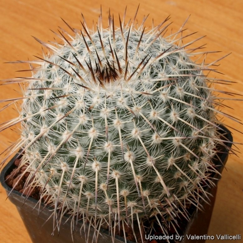 Mammillaria parkinsonii