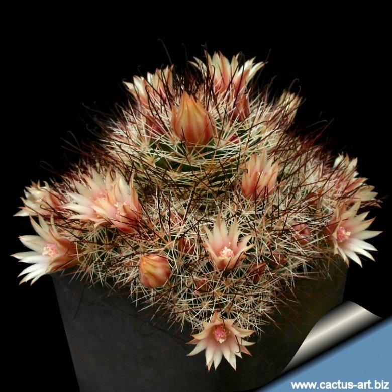 Mammillaria marcosii