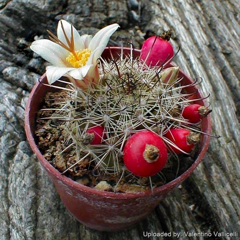 Mammillaria louisae