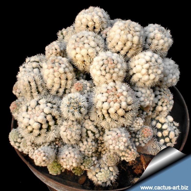 Mammillaria gracilis cv. Arizona Snowcap