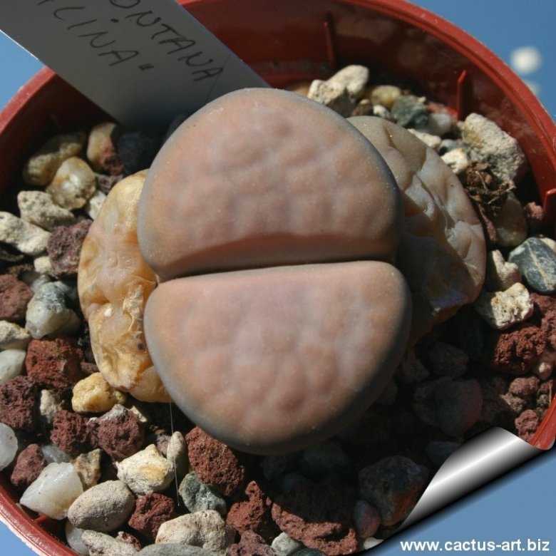Lithops karasmontana subs. opalina