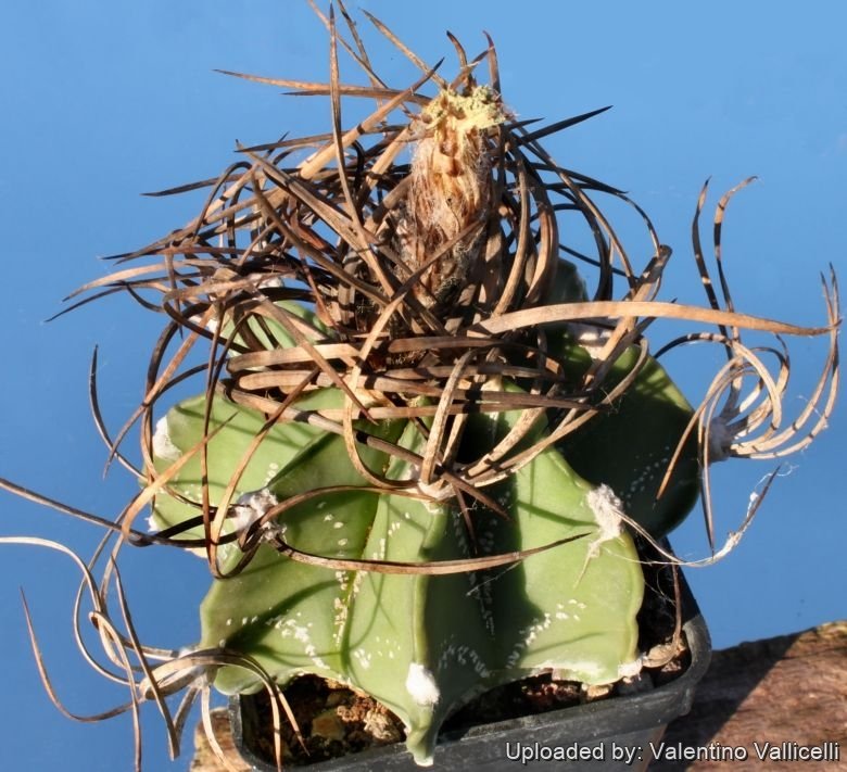 Astrophytum capricorne