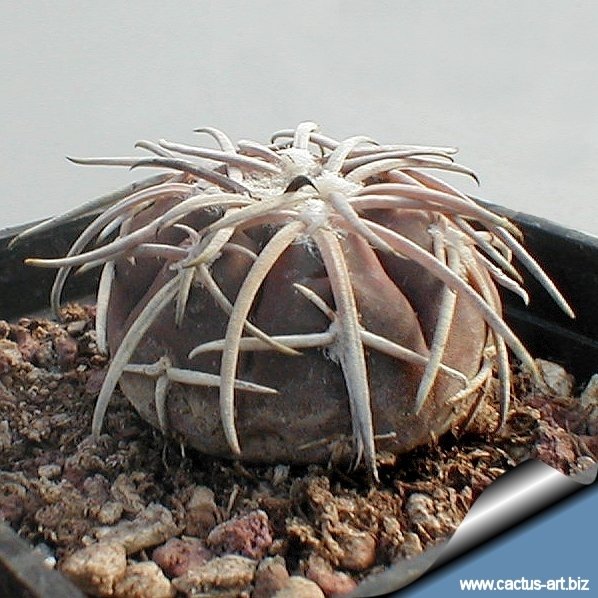 Gymnocalycium spegazzinii var. punillense