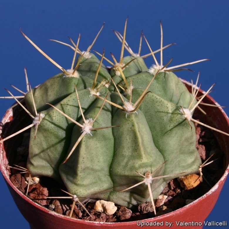 Gymnocalycium griseo-pallidum
