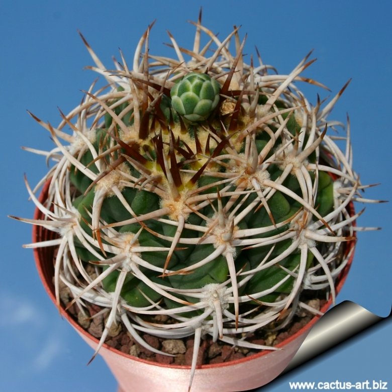 Gymnocalycium mostii subs. ferocius